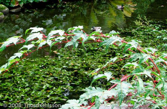 Acer tschonoskii var. rubripes